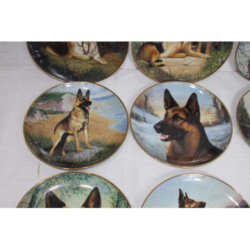 338 - QUANTITY OF DANBURY MINT PICTURE PLATES OF ALSATIAN DOGS x12