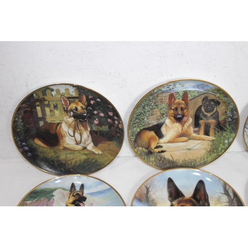 338 - QUANTITY OF DANBURY MINT PICTURE PLATES OF ALSATIAN DOGS x12