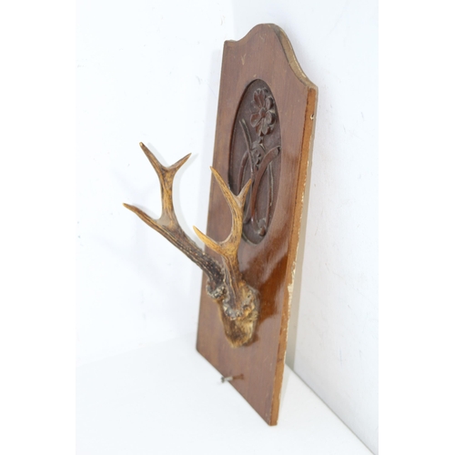 594 - SIX POINTER DEER ANTLER DISPLAY ON A CARVED MAHOGANY BOARD
37 X 17CM