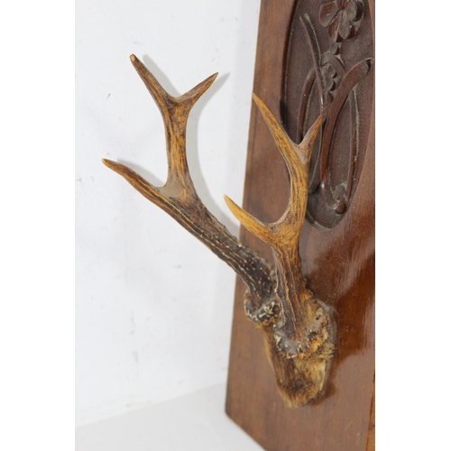 594 - SIX POINTER DEER ANTLER DISPLAY ON A CARVED MAHOGANY BOARD
37 X 17CM