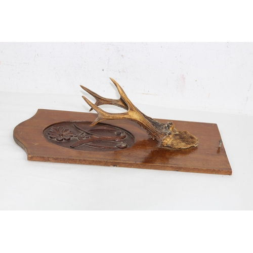 594 - SIX POINTER DEER ANTLER DISPLAY ON A CARVED MAHOGANY BOARD
37 X 17CM