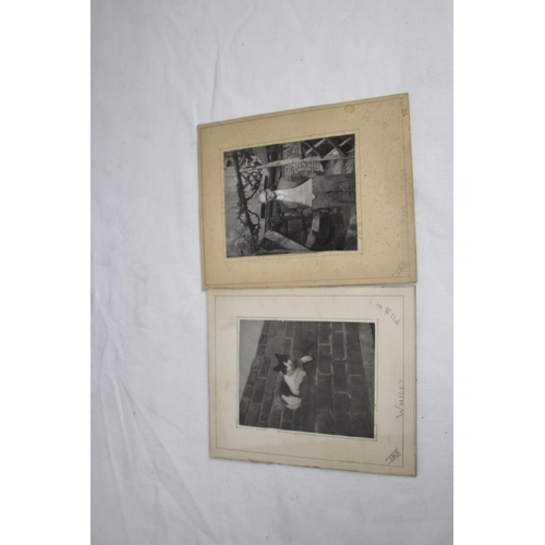 447 - QUANTITY OF VINTAGE INTERESTING PHOTOGRAPHS