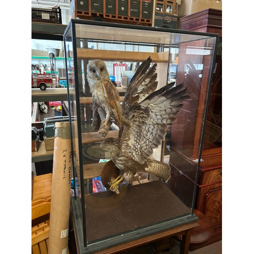 8 - Large Cased Taxidermy Display Featuring Owl / Buzzard. 2ft x 3ft.