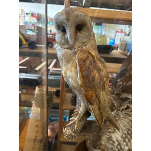 8 - Large Cased Taxidermy Display Featuring Owl / Buzzard. 2ft x 3ft.