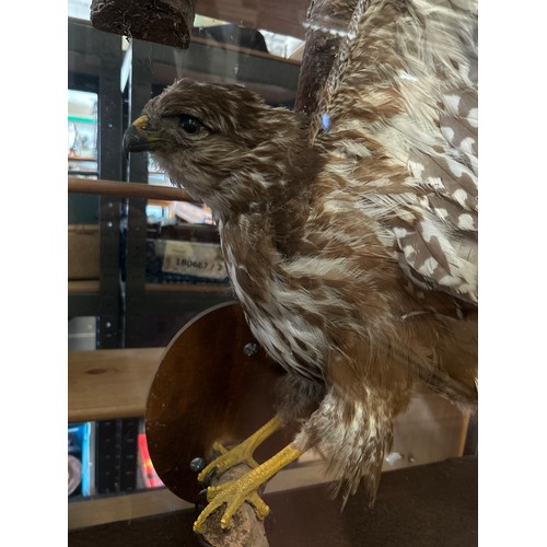 8 - Large Cased Taxidermy Display Featuring Owl / Buzzard. 2ft x 3ft.