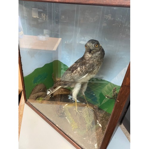 131 - Victorian Taxidermy Study Of Bird Of Pray (Sparrow Hawk) Cased In Naturalistic Setting 20