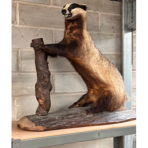 135 - Taxidermy Study Of A Seated Badger Standing 28