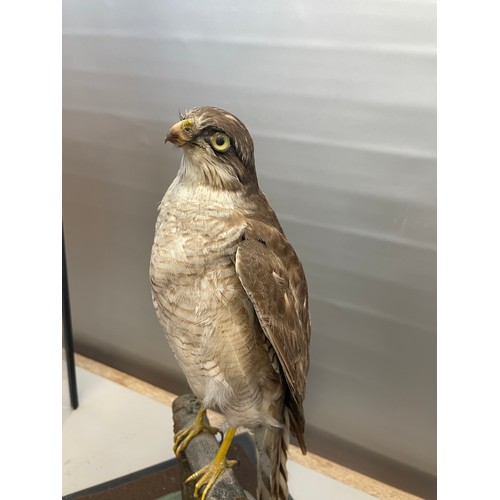 132 - Cased Taxidermy Study Of A Sparrow Hawk 20