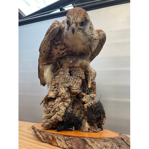 133 - Cased Taxidermy Study Of A Kestrel With Quarry 16