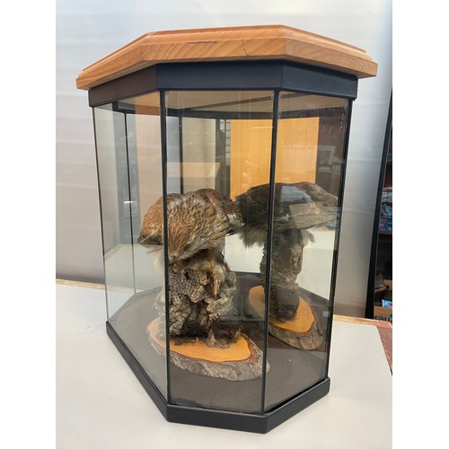 133 - Cased Taxidermy Study Of A Kestrel With Quarry 16