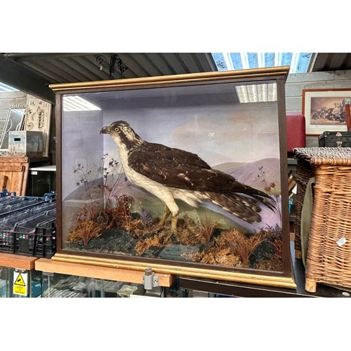 488 - Victorian Cased Taxidermy Study Of An Osprey 27