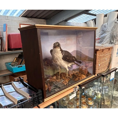 488 - Victorian Cased Taxidermy Study Of An Osprey 27