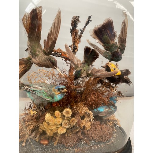 256 - Dome Cased Taxidermy Birds Including Humming Bird, Damage To Dome.