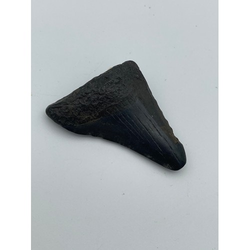 455 - Ancient Fossilised Megalodon Tooth 150 Million Years Old.