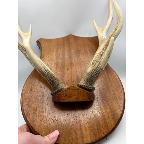 112 - Taxidermy Antlers Wall Display 16