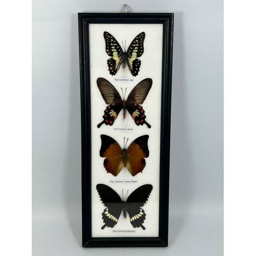 129 - Framed Display Of Taxidermy Butterflies 13” x 5”.