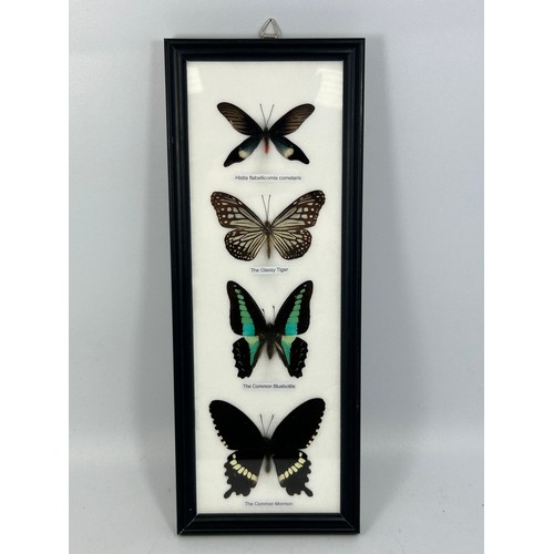 130 - Framed Display Of Taxidermy Butterflies 13” x 5”.