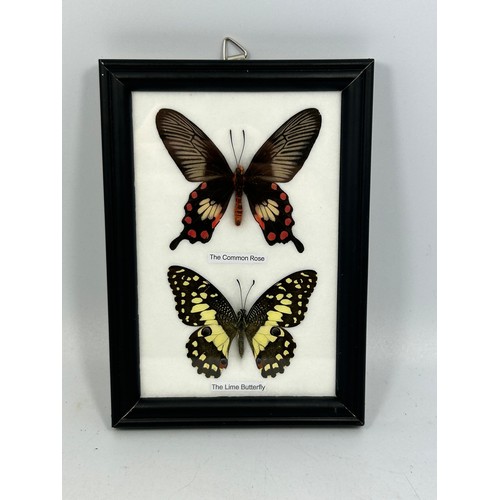 136 - Framed Display Of Taxidermy Butterflies 5” x 7”.