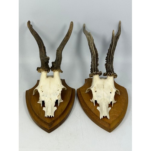 141 - Pair Of Wall Mounted Taxidermy Antlers.