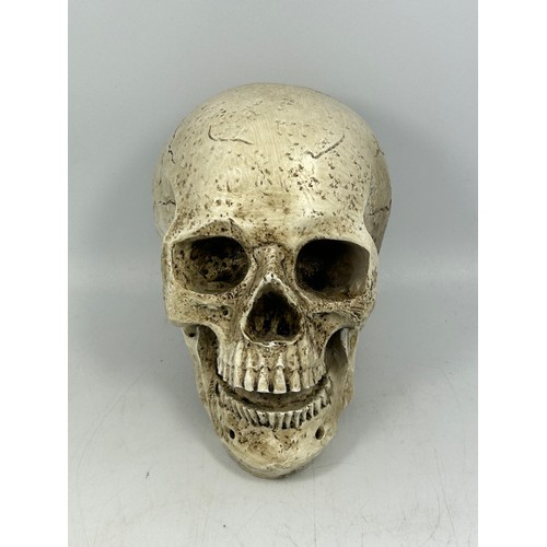 142 - Resin Decorative Skull.