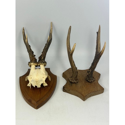 173 - Pair Of Wall Mounted Taxidermy Antlers.