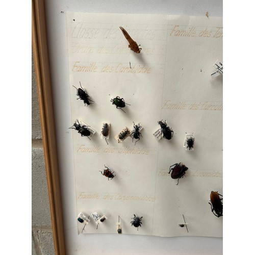 194 - Display Containing Various Taxidermy Bugs/Beetles. Missing Glass