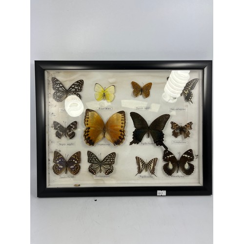 588 - Framed Display Of Taxidermy Butterflies 16” x 13”.