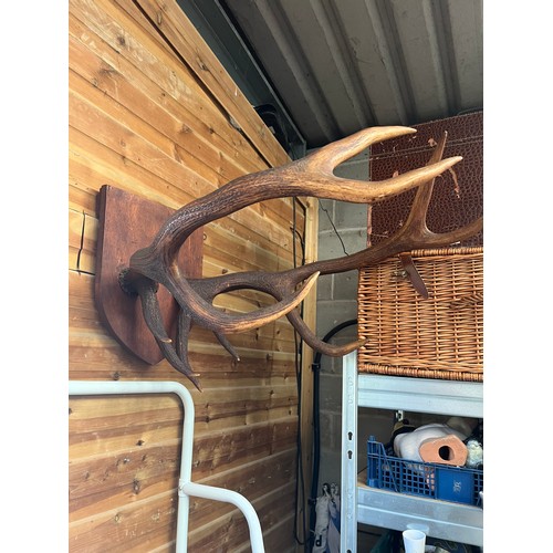 17 - Large Wall Mounted Deer Antlers. Wall Projection 28