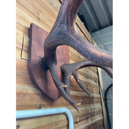 17 - Large Wall Mounted Deer Antlers. Wall Projection 28