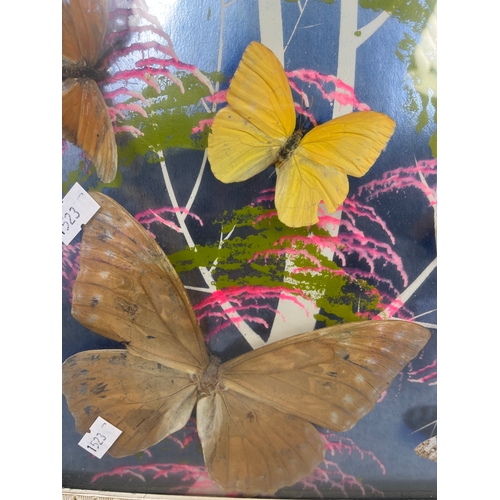 202 - Stunning Framed Taxidermy Butterflies, Outstanding Quality 23 x 13.5”