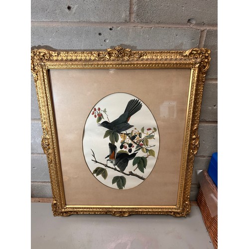 209 - Fabulously Framed Bird Print 25