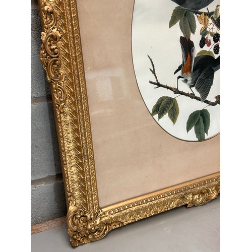 209 - Fabulously Framed Bird Print 25