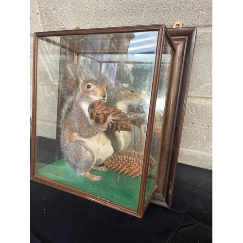 24 - Taxidermy Grey Squirrel In Display Case