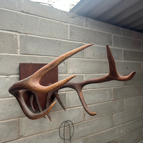 223 - Large Mounted Deer Antlers , 29