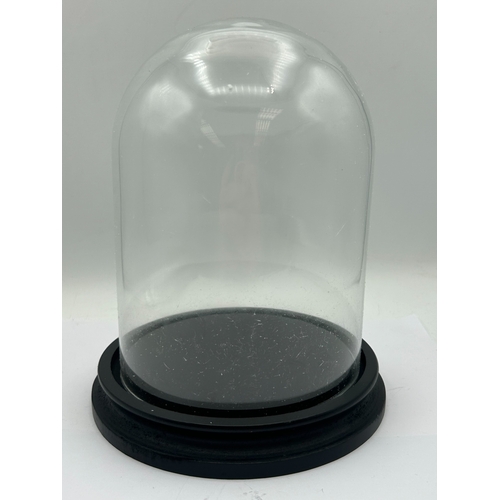 A 9” Tall Clear Glass Cloche Dome with Black Wooden Base