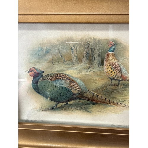 51 - A Pair of Charles Whymper Framed Chromolithograph Prints of Pheasants