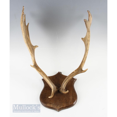 83a - Taxidermy - Fallow Deer Taxidermy Head and Antlers mounted on wooden back, width approx. 65cm, with ... 