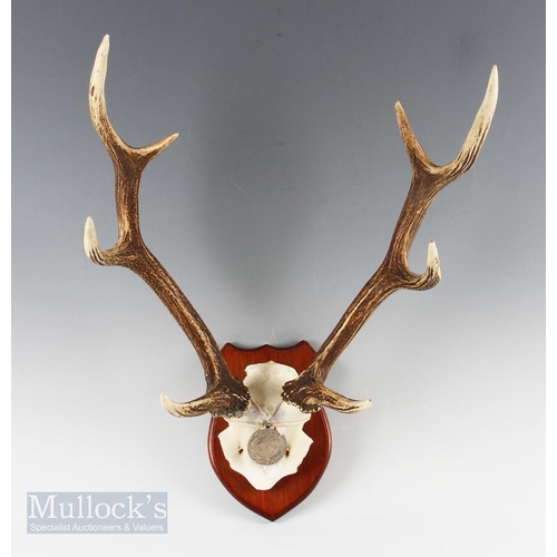 Lot 84        
