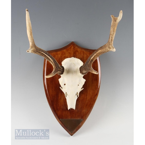 84 - Taxidermy - 3x Sika Stag Mounted Antlers all on shield shaped wooden mounted with skulls, one having... 