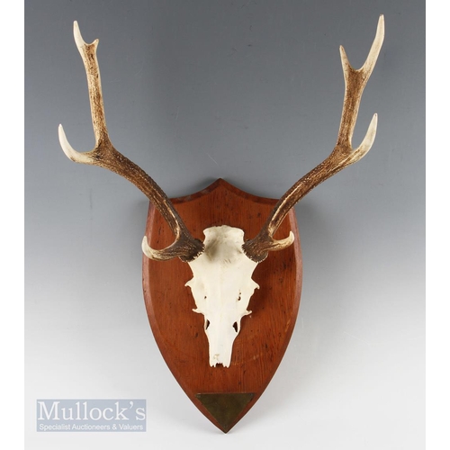 84 - Taxidermy - 3x Sika Stag Mounted Antlers all on shield shaped wooden mounted with skulls, one having... 