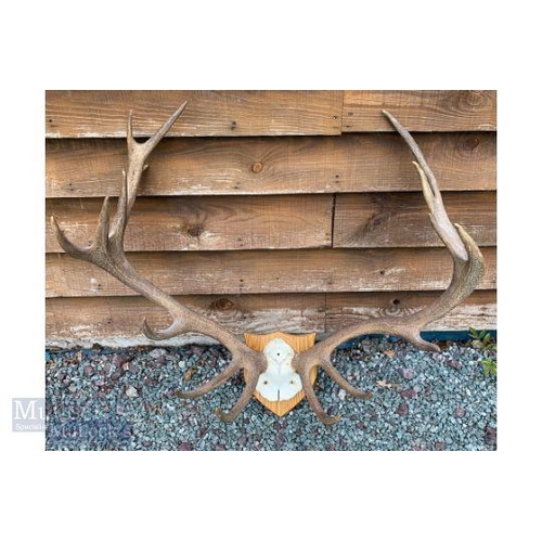 Lot 83        