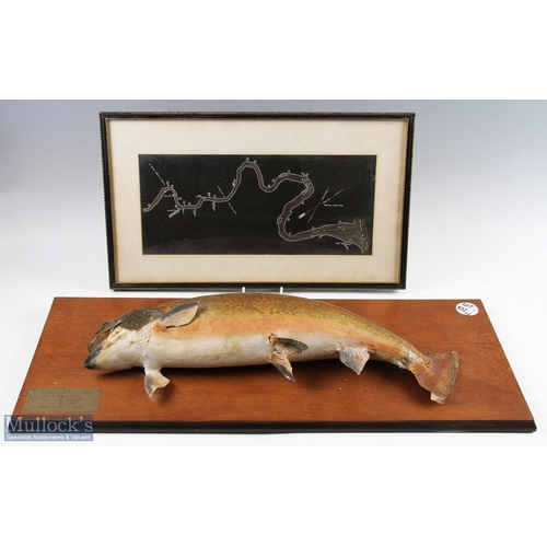 54 - Taxidermy Mounted Salmon 6 1/2 lb, with a map of where it was caught at red rock pool St Jean River,... 