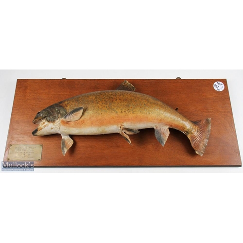 54 - Taxidermy Mounted Salmon 6 1/2 lb, with a map of where it was caught at red rock pool St Jean River,... 