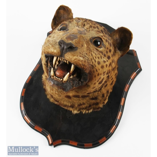 165 - Antique Taxidermy Leopards Head mounted on shield shaped mount with alternating light and dark wood ... 