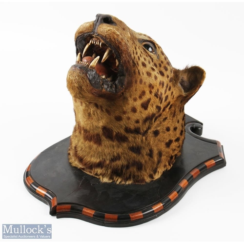 165 - Antique Taxidermy Leopards Head mounted on shield shaped mount with alternating light and dark wood ... 