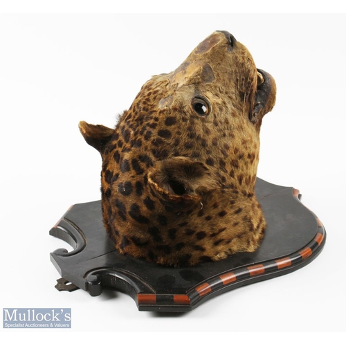 165 - Antique Taxidermy Leopards Head mounted on shield shaped mount with alternating light and dark wood ... 