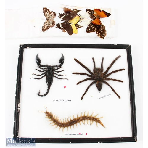 166 - Small Selection of Taxidermy Insects inc scorpion, tarantula and centipede, with a small selection o... 