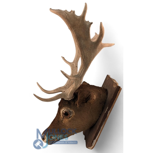 202 - Period Taxidermy Study Mounted Deer Antlers Head, with 6 points, and glass eyes, showing some signs ... 