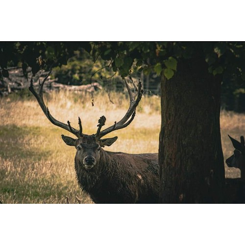 308 - New stag picture