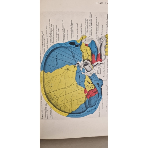 08A - Illustrations of regional anatomy parts I & ii 1942 3rd edition